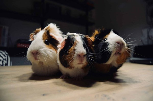 What's the Best Way to Introduce a Baby Guinea Pig to Older Guinea Pigs?
