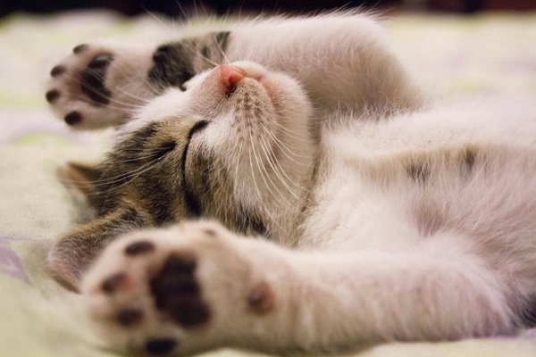 How to Craft a Nutrient-Rich Diet for a Growing Kitten?